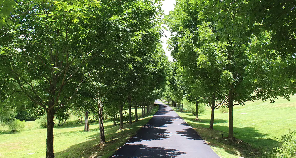 a paved path with trees on either side